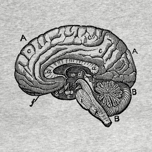 Simple Brain Diagram by Vintage Anatomy Prints